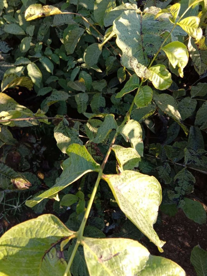 8518免接核桃苗