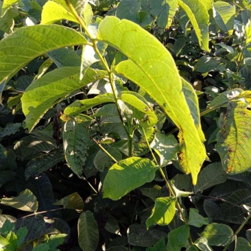 8518免接核桃苗