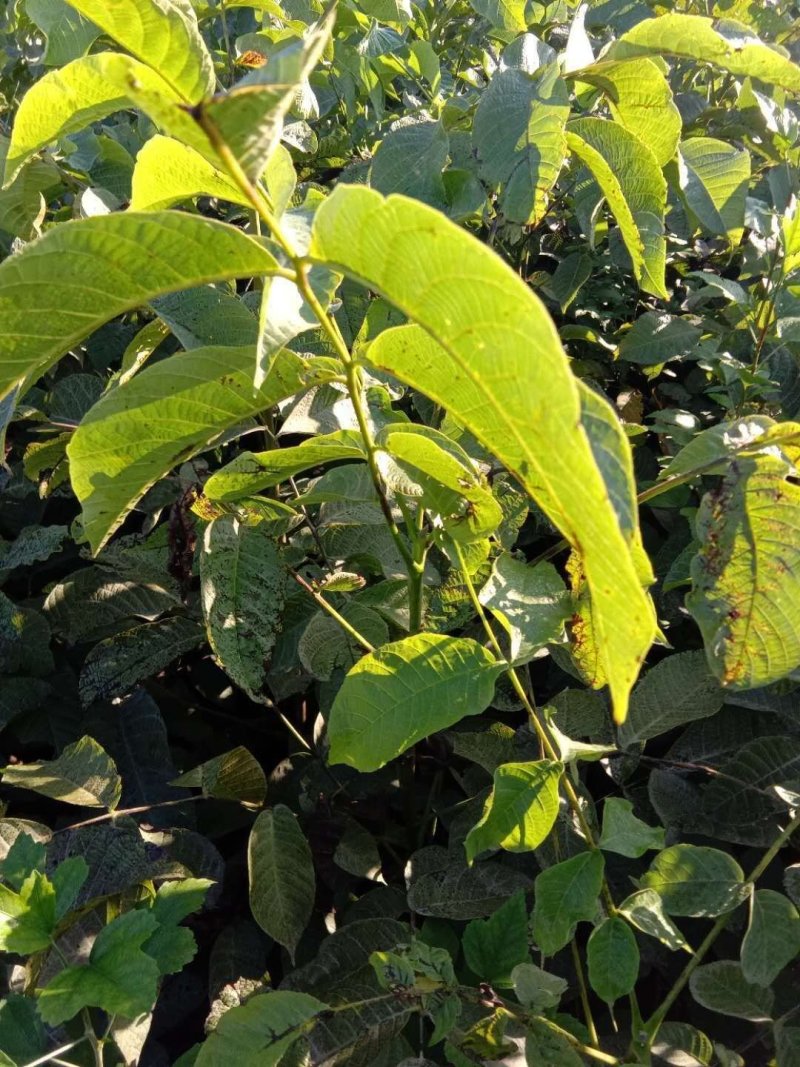 8518免接核桃苗