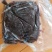 农家直供紫晶藻紫藻5斤装包邮