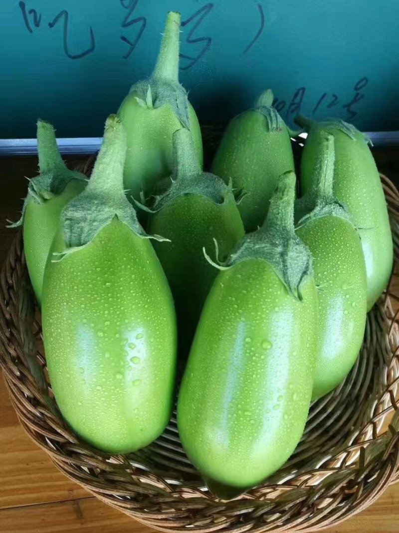 【精品】茄子青茄子全国发货大量上市对接各大批发商