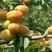 凯特杏苗大果型口感香甜离核产量高基地直发保证品种