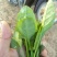 菠菜