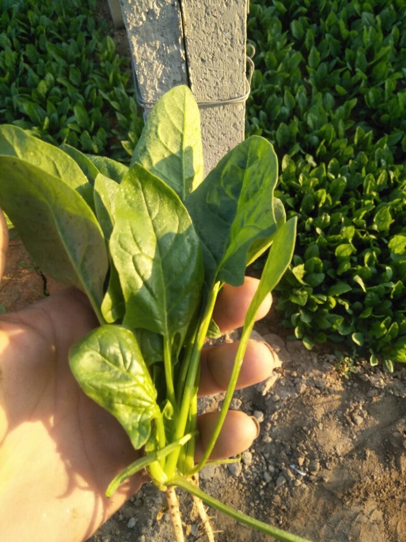 菠菜