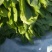 菠菜