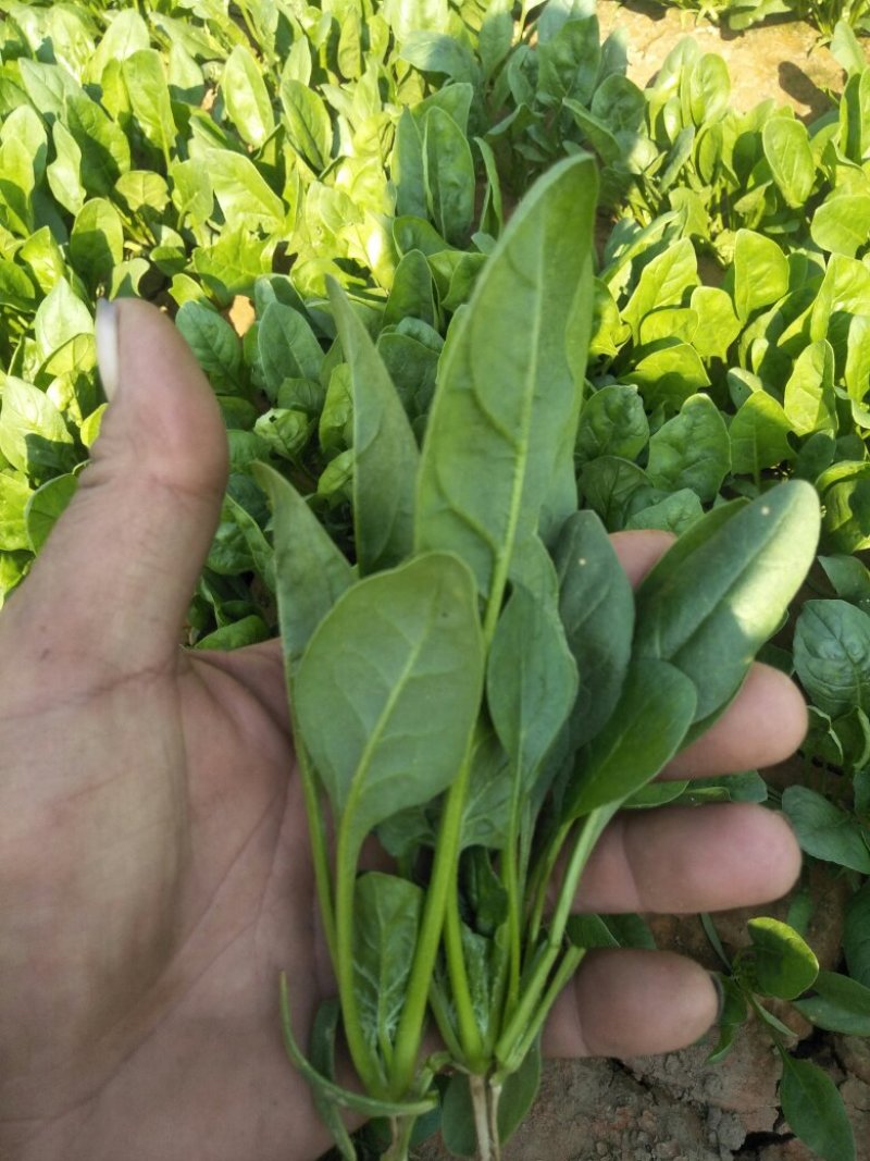菠菜