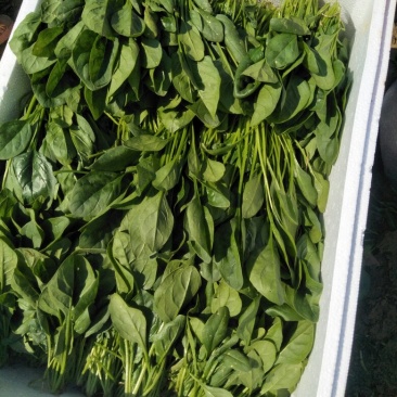 菠菜