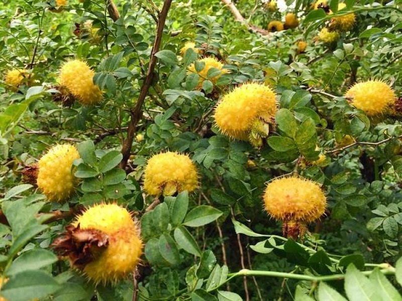 野生刺梨