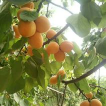 金太阳杏苗黄杏色泽金黄口感酸甜基地直发保证品种