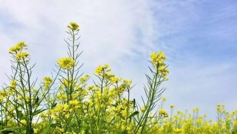 黄油菜籽