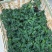 木瓜树苗20~30cm