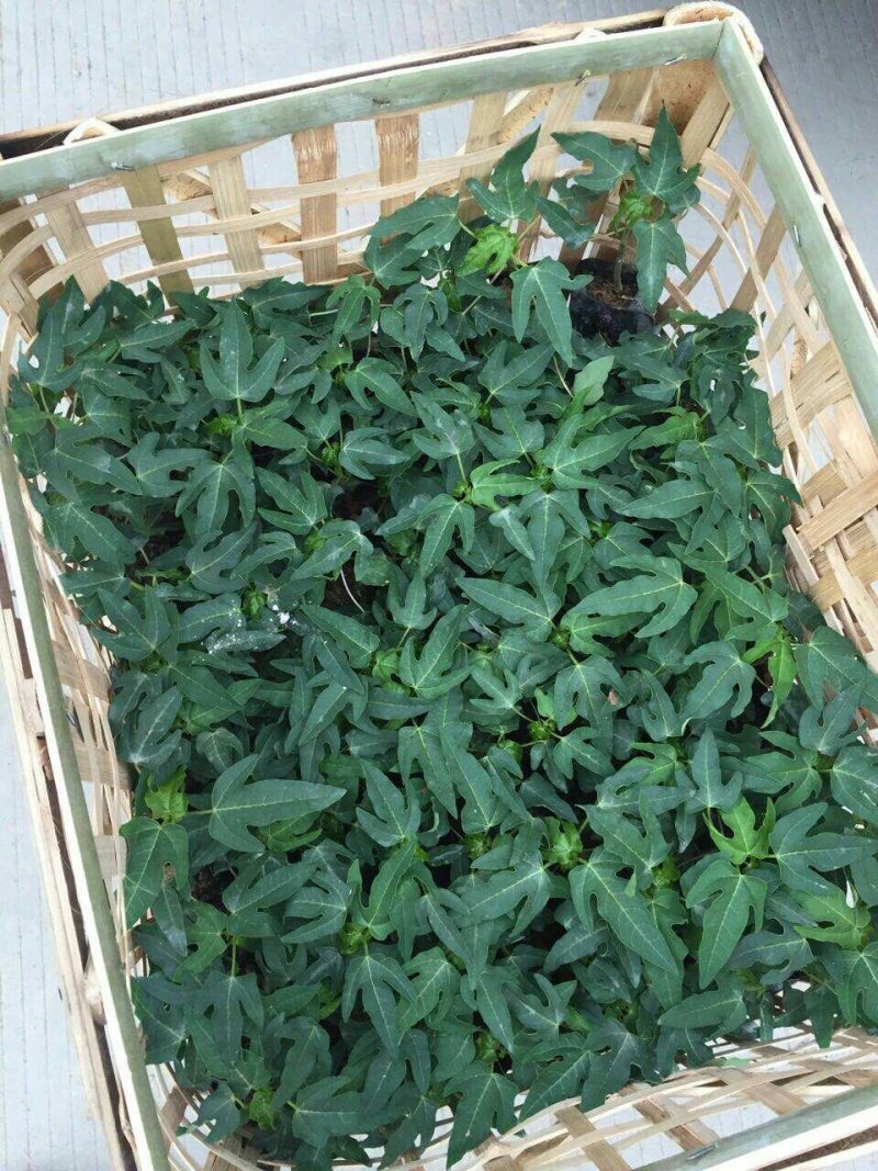 木瓜树苗20~30cm
