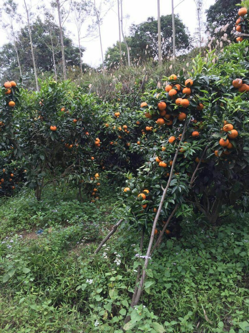 大量批发沃柑苗
