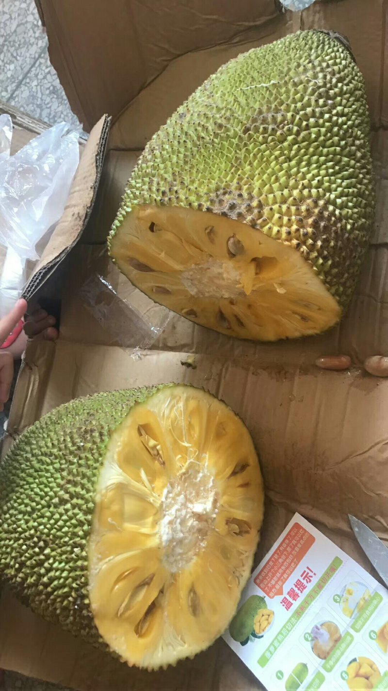1号菠萝蜜苗稿接树