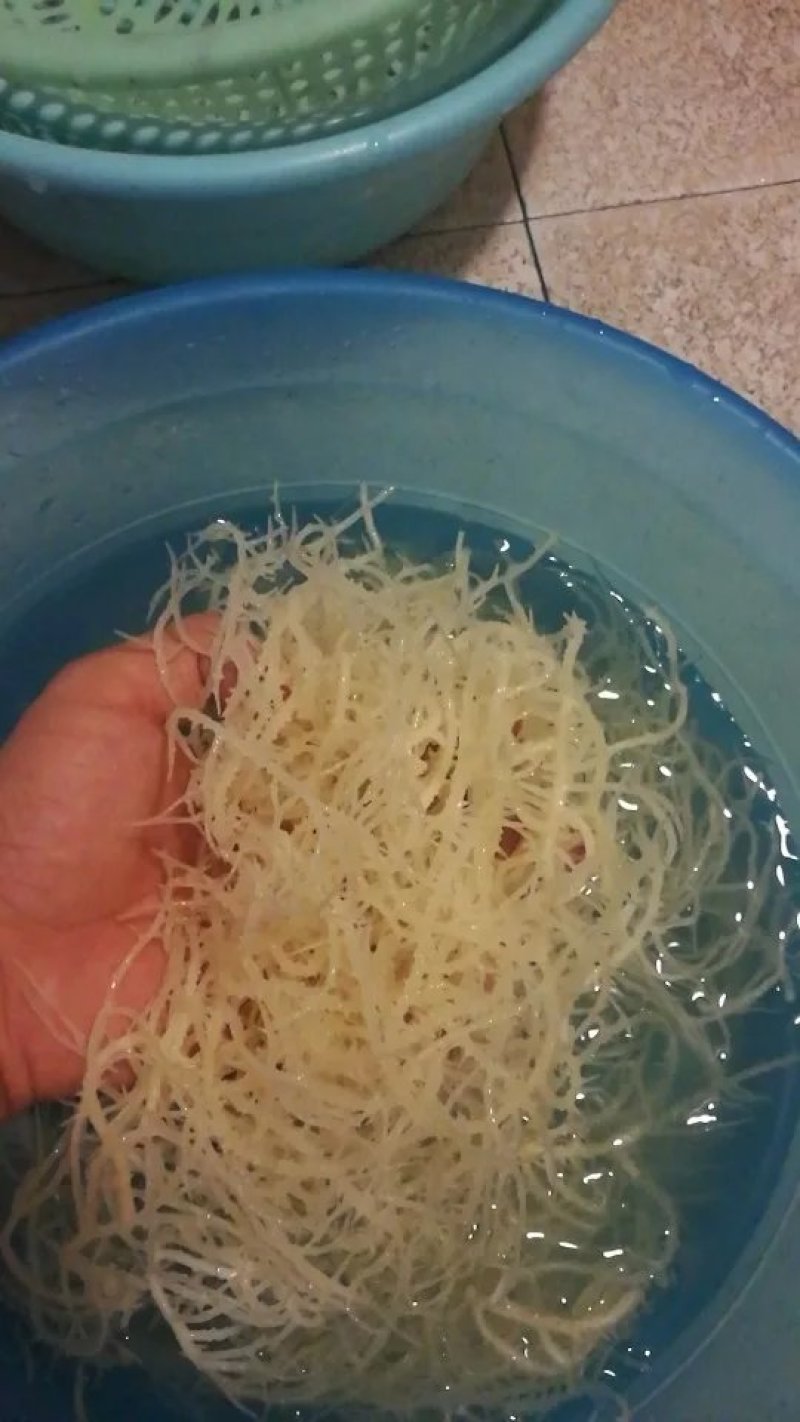 农户直供龙须菜干货500g包邮