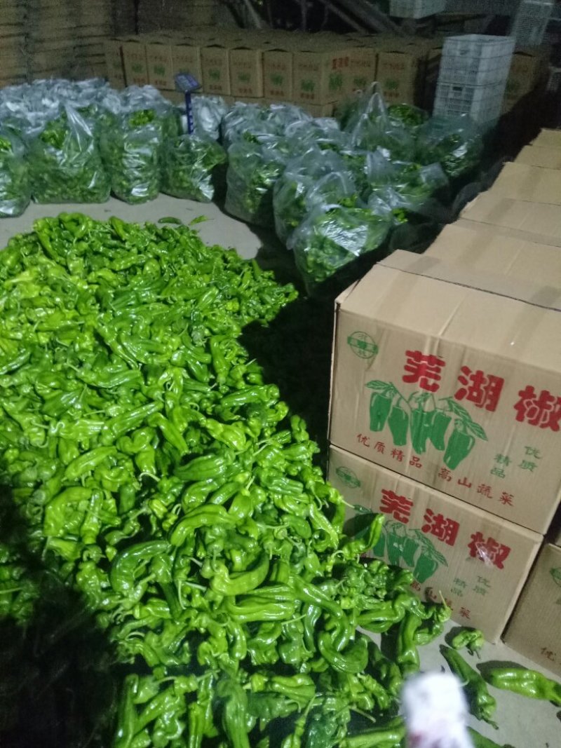 精品薄皮辣椒.15厘米左右，大棚秋延迟辣椒，鲜辣椒上市