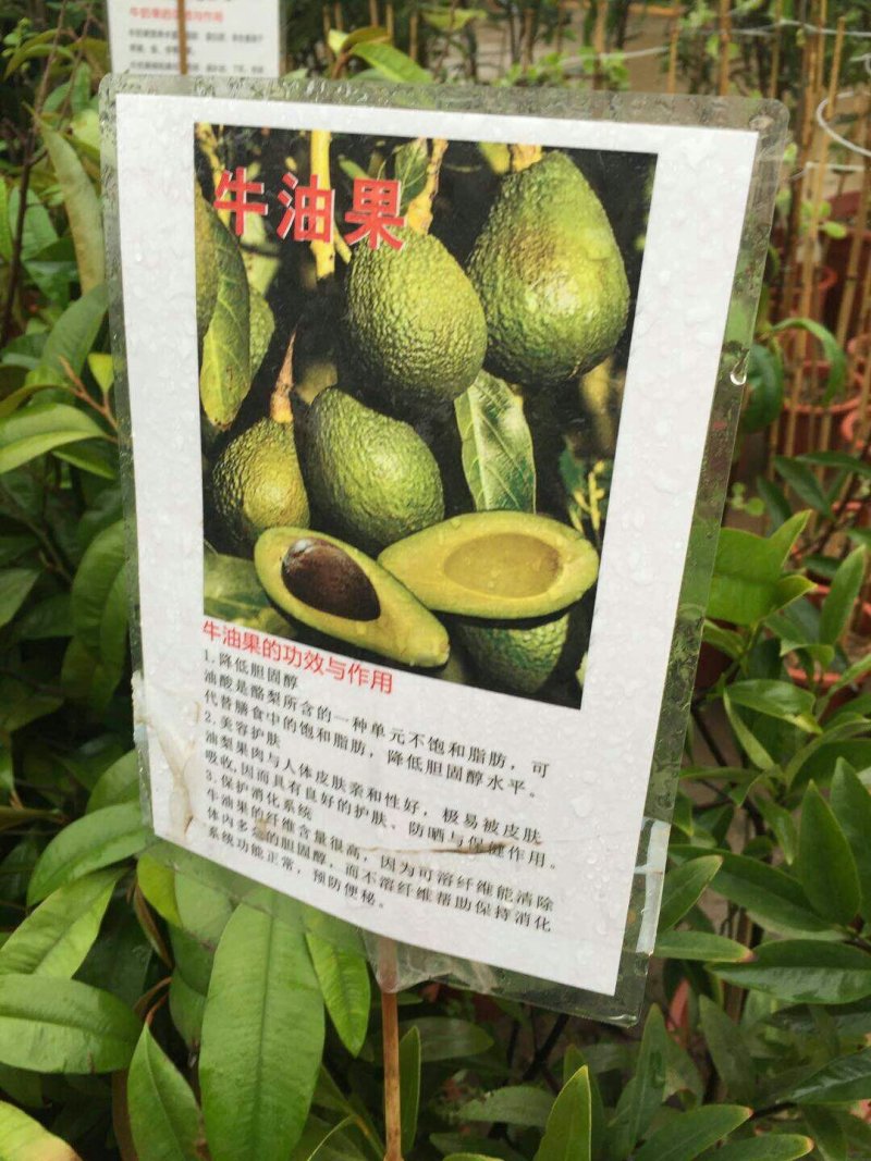牛油果苗哈斯