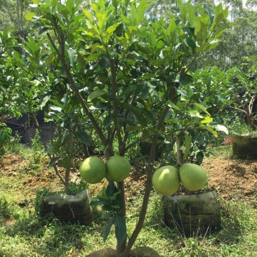 三红蜜柚苗