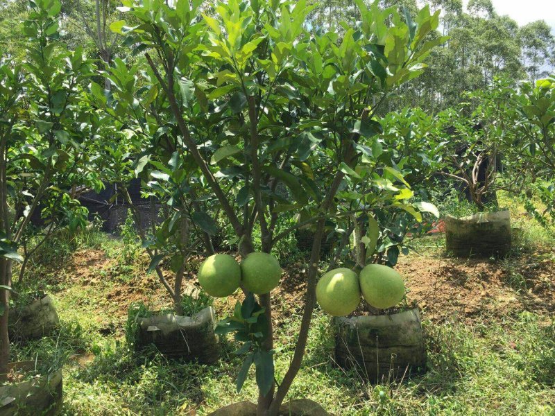 三红蜜柚苗