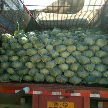奥奇娜扁包菜，大量上市，产地直供，单棵2-5斤，3-6斤