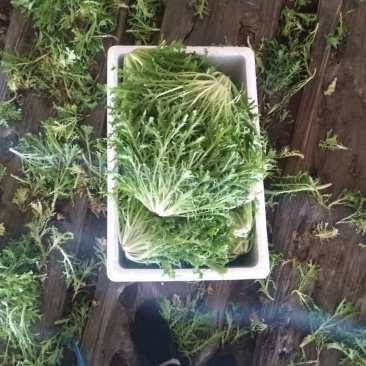苦菊
