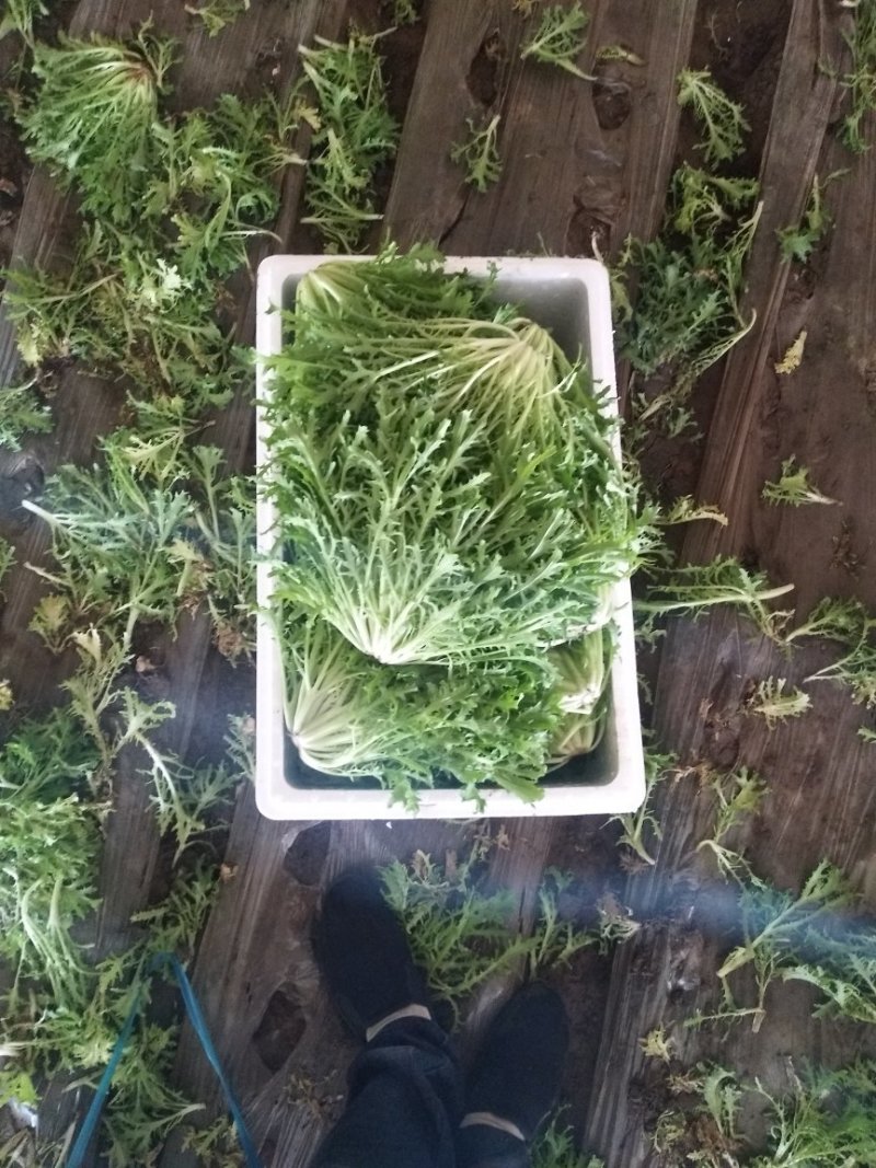苦菊