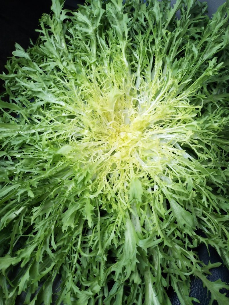 苦菊