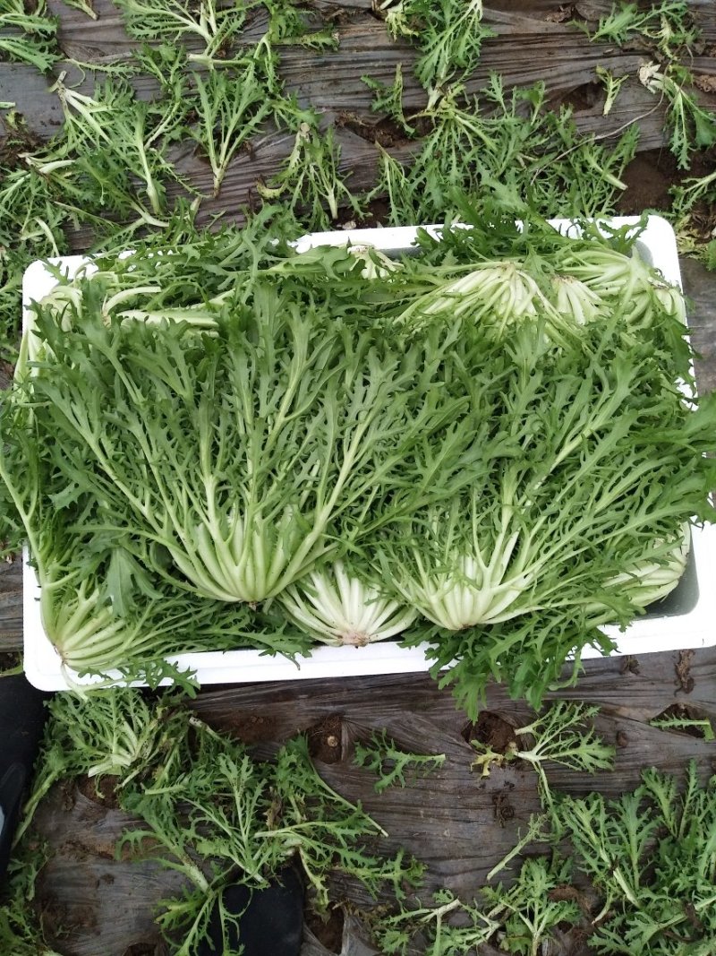 苦菊