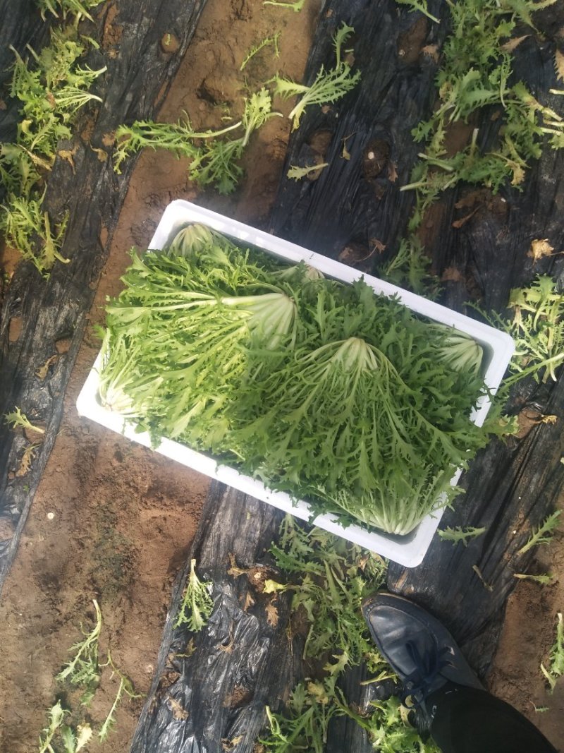 苦菊