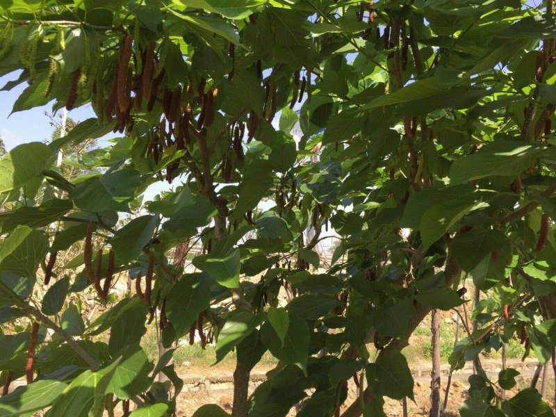 长果桑树苗60cm
