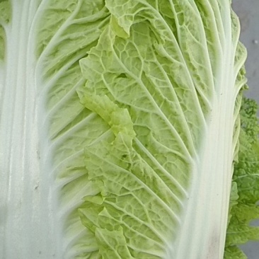 圆包菜