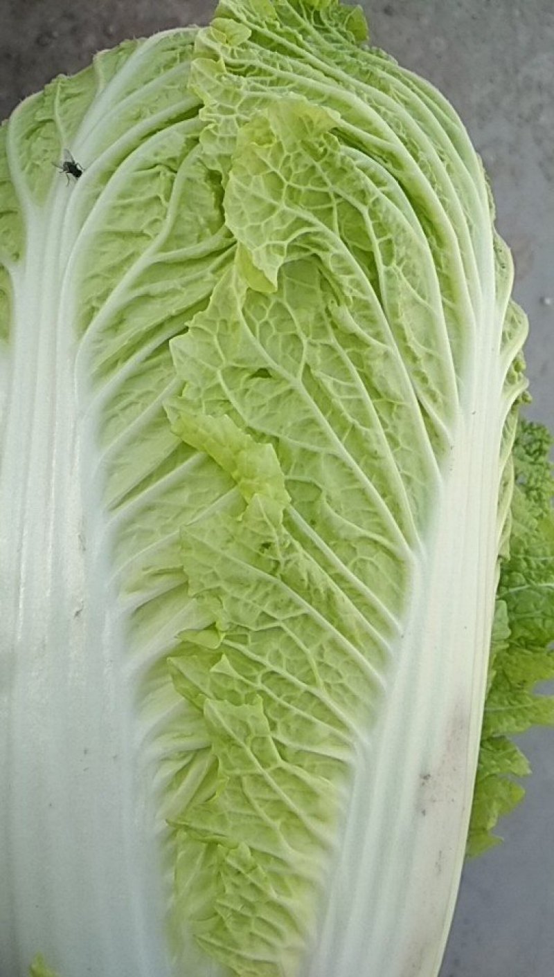 圆包菜