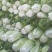 圆包菜