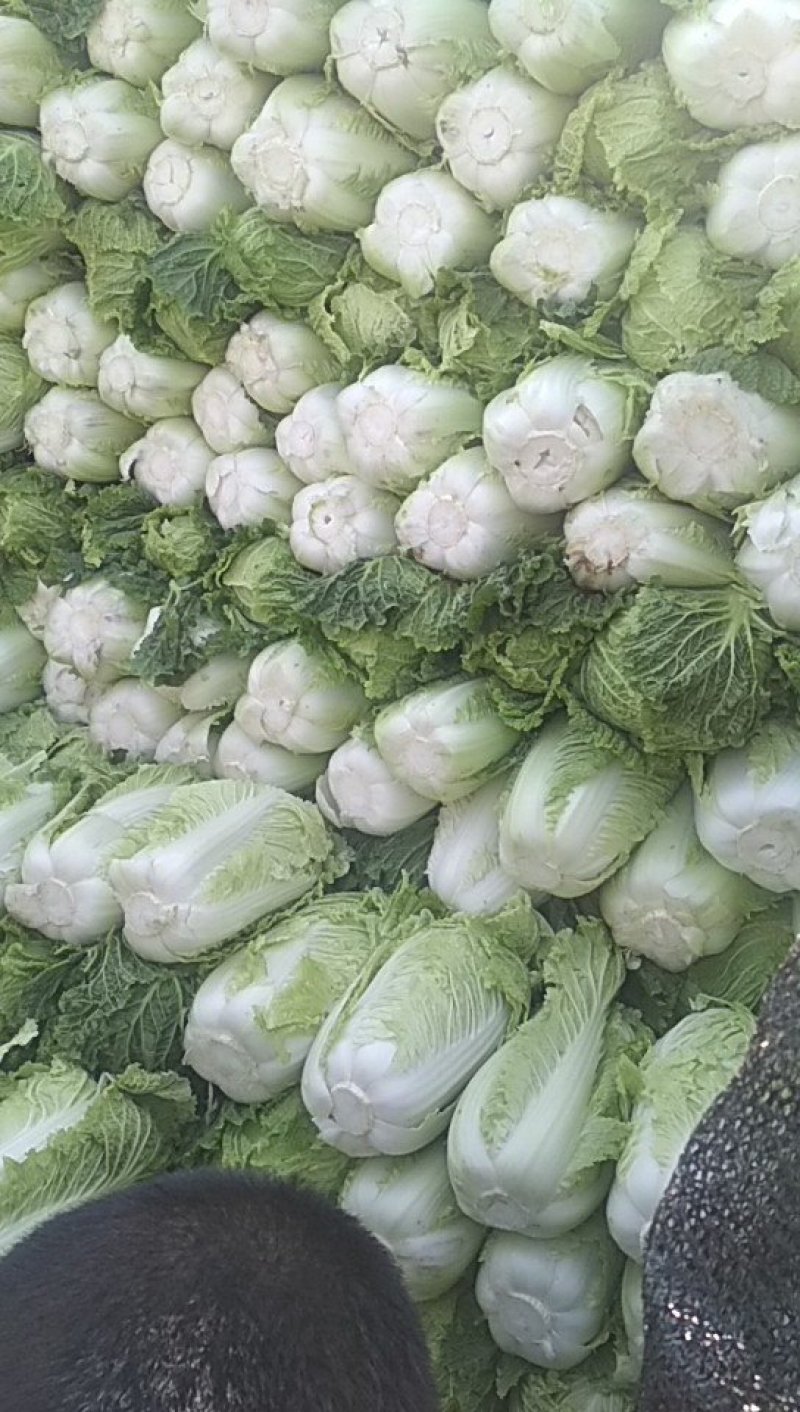 圆包菜