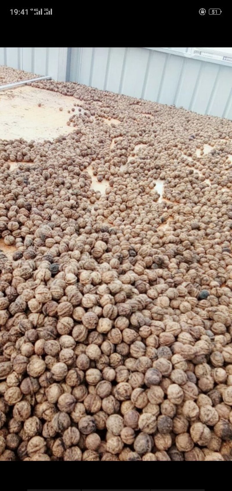 原生态老品种核桃