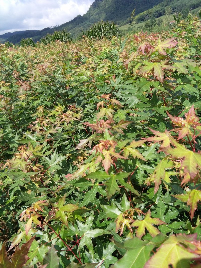 出售一年五味子苗，园宝枫苗，山杏苗，糖槭苗黄柏苗