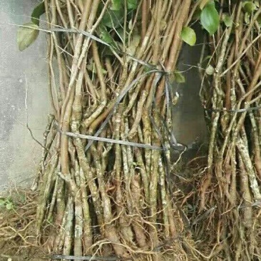 台湾大青枣苗