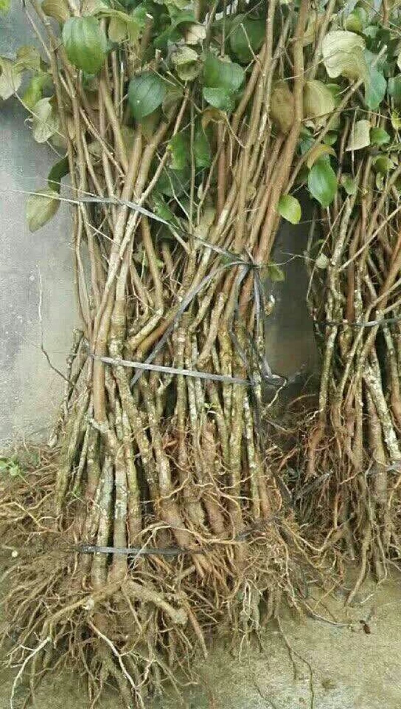 台湾大青枣苗