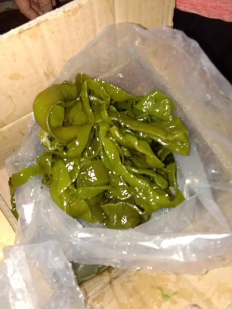 农户直供海白菜裙带梗5斤包邮