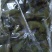 农户直供海白菜裙带梗5斤包邮