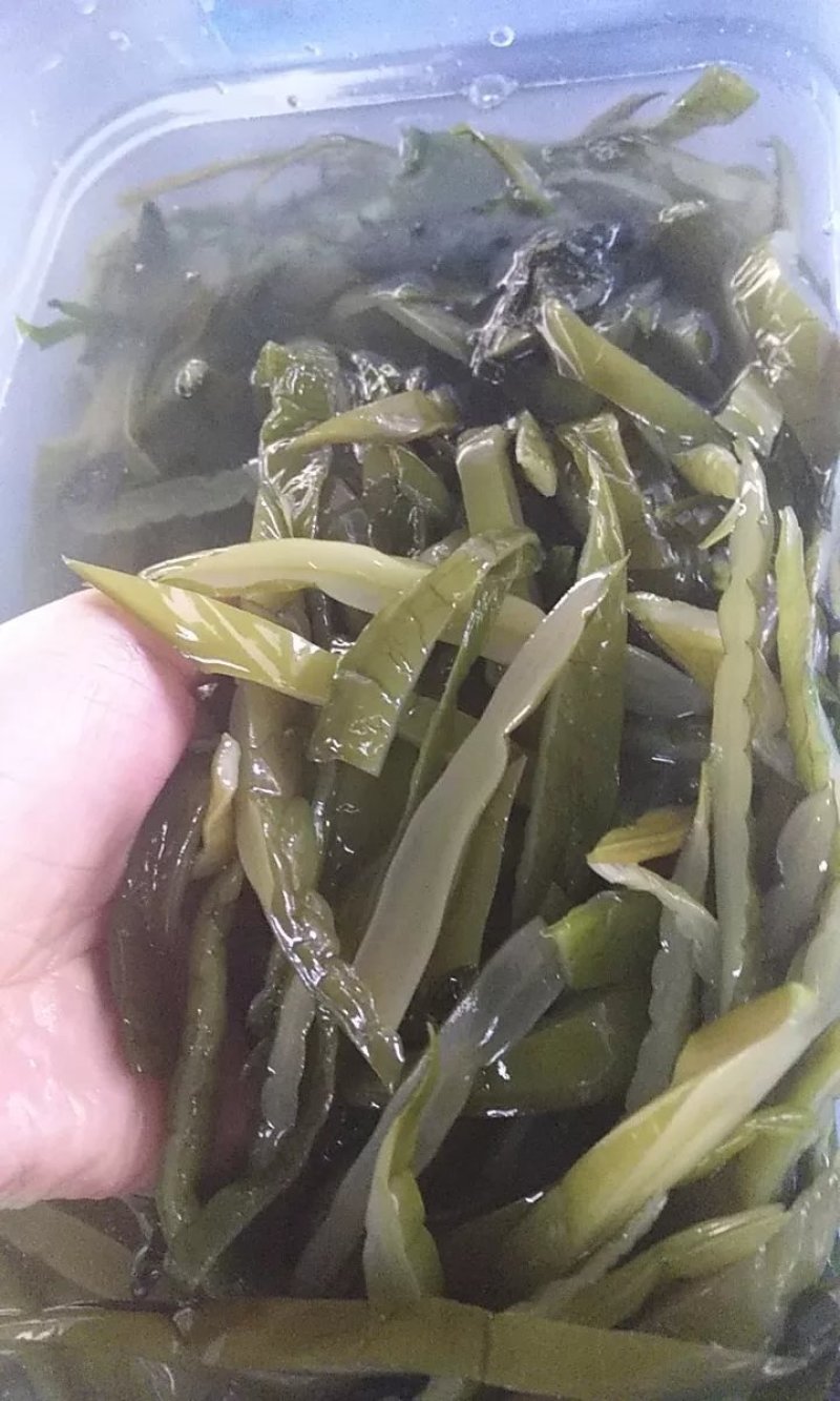 农户直供海白菜裙带梗5斤包邮