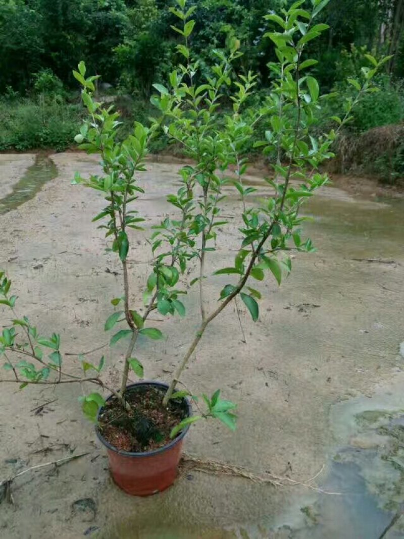 针叶樱桃苗