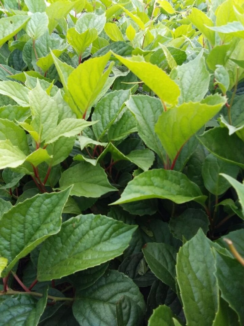 出售一年生五味子苗，元宝枫苗，山杏苗，糖槭苗，黄柏苗