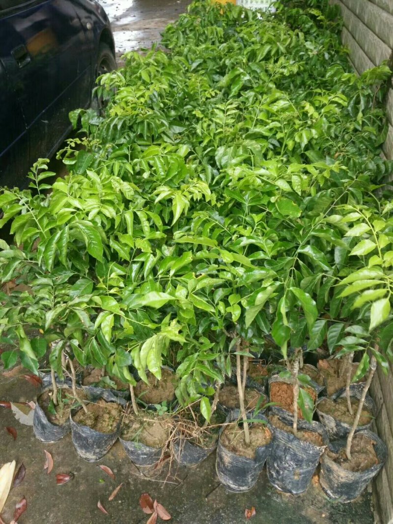 黄皮苗