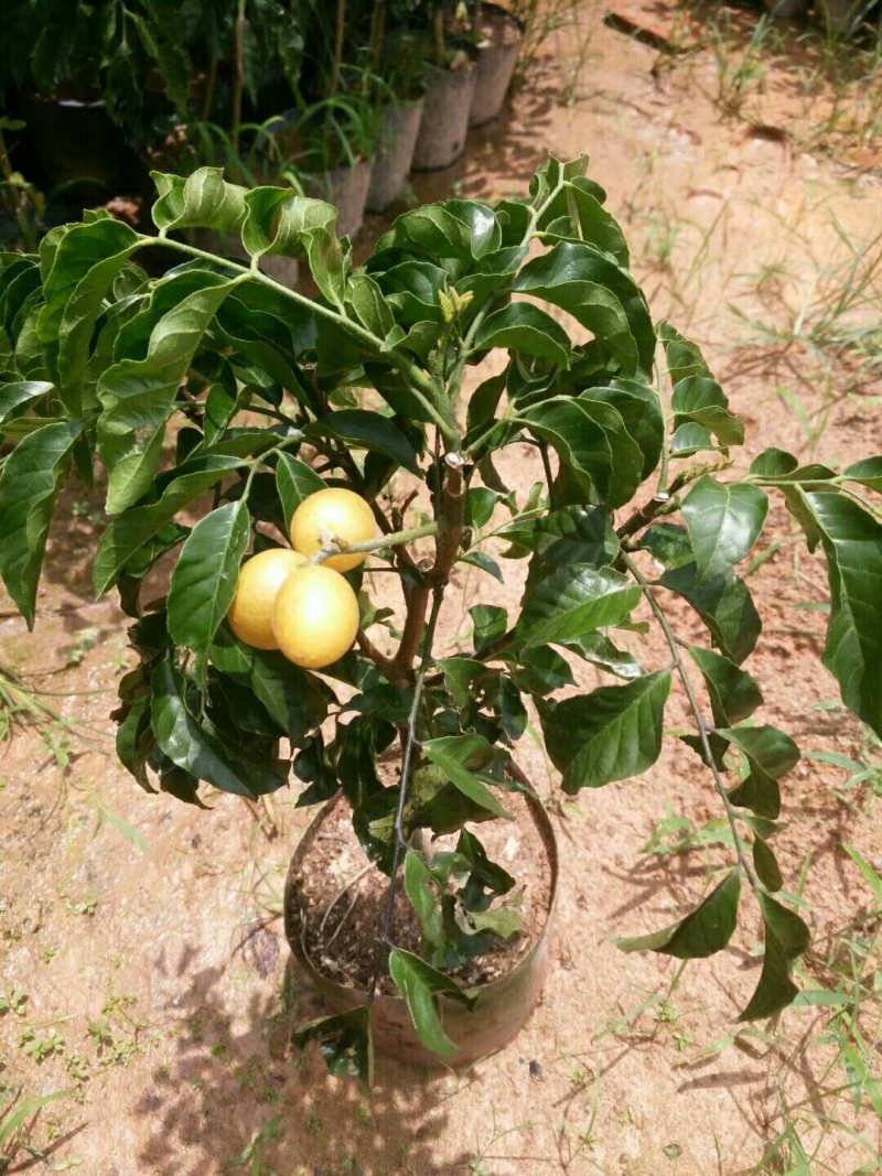 黄皮苗