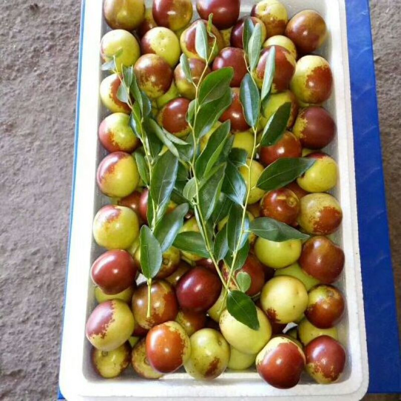 冬枣
