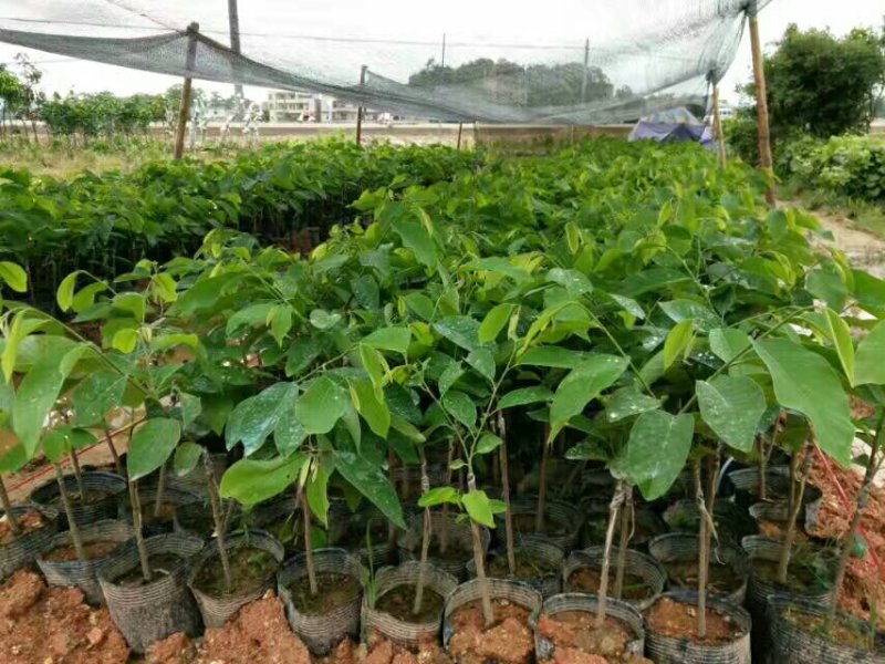 大量批发台湾凤梨释迦苗，番茄枝苗，