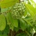 大量批发台湾凤梨释迦苗，番茄枝苗，