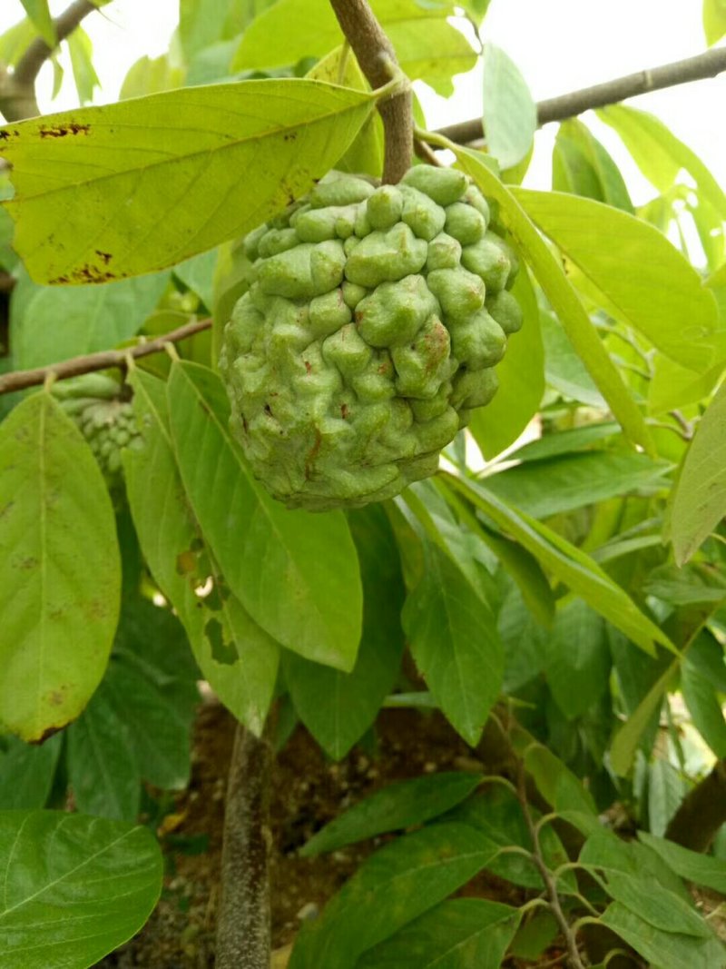 大量批发台湾凤梨释迦苗，番茄枝苗，