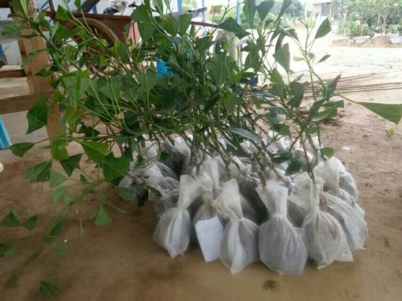牛油果苗哈斯